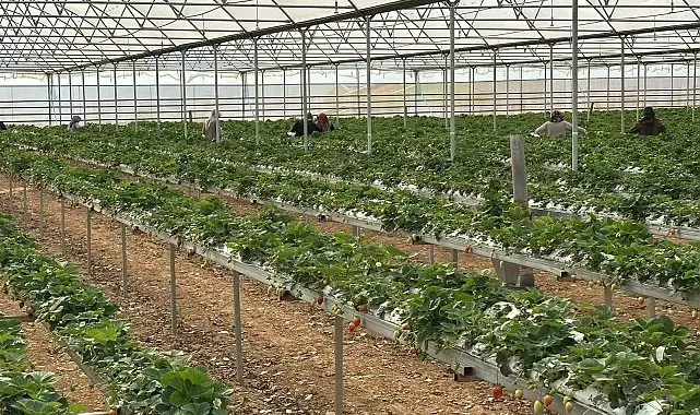 DOĞAKA'nın desteklediği projede çilekler hasat edilmeye başlandı