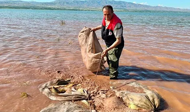 Keban baraj gölü'nde 700 kilogram canlı sazan kurtarıldı