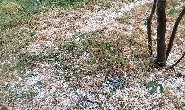 Aydın'da dolu etkili oldu, ağaçlar zarar gördü