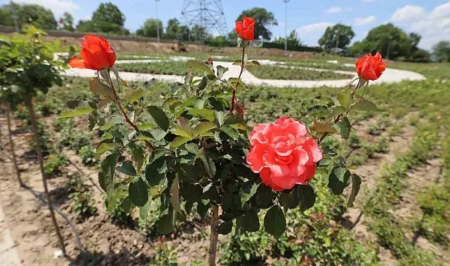 Başiskele'nin yeni yaşam alanı Gül Bahçesi'nde ilk fidanlar dikildi