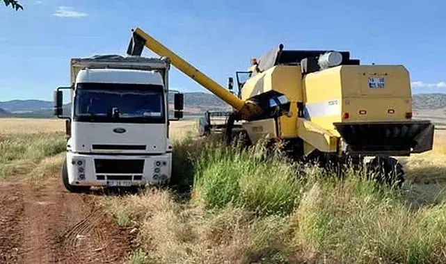 Araban Ovası'nda arpa hasadı yapılmaya başlandı