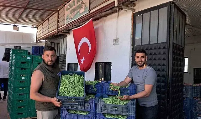 İznik'te Nazende fasulyesinde ilk hasat başladı, üretici fiyatlardan memnun