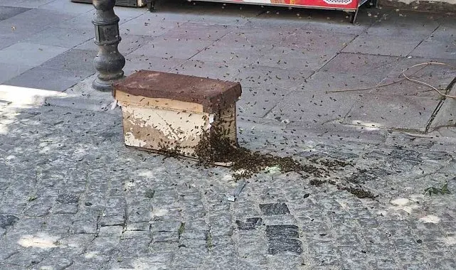 Eskişehir'de arı paniği