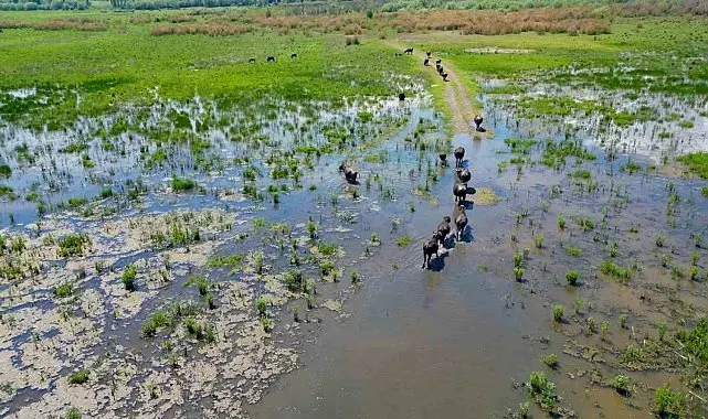 Eber Gölü'nde oluşan manzara Serengeti Parkı'nı aratmadı