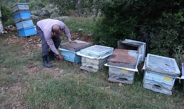 Keven ve kekik balı için yayla yolculuğu başladı