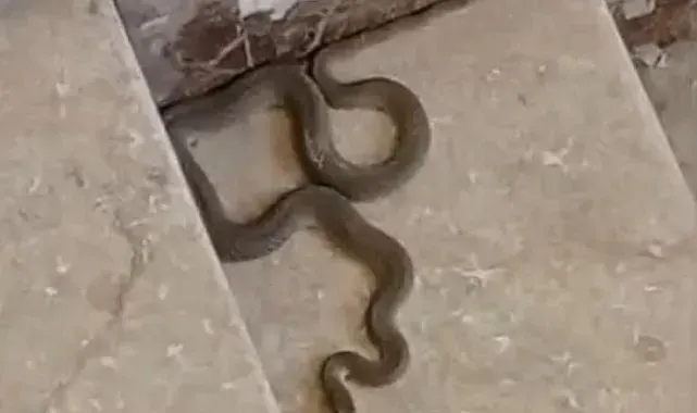 Apartmana giren yılan paniğe neden oldu