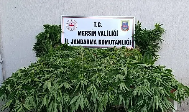 Ormanda kenevir yetiştirenlere suçüstü operasyon: 2 tutuklama