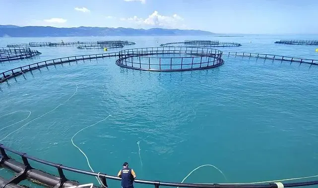 Sinop'ta Türk somonu üretiminde denetimler aralıksız sürüyor