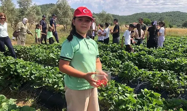 Yatağan'da 'Gençlik Yılı' kapsamında çilek hasadı yapıldı