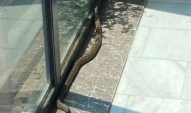 Bursa'da iş yerine giren yılan paniğe neden oldu