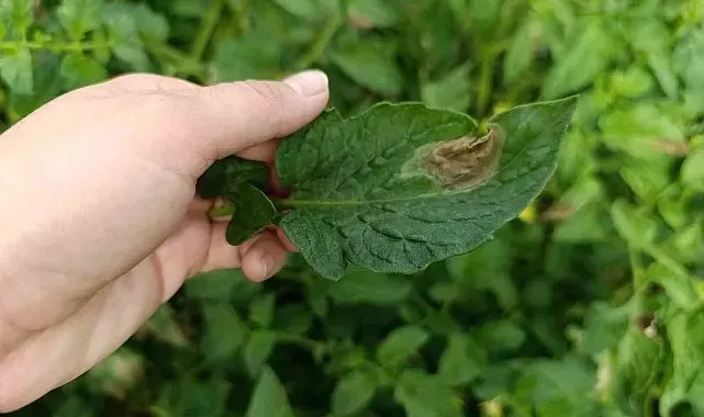 Köşk'te domates üreticilerine hastalık uyarısı
