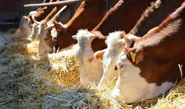 Memuriyeti bıraktı, hayvancılığa başlayarak çocukluk hayalini gerçekleştirdi