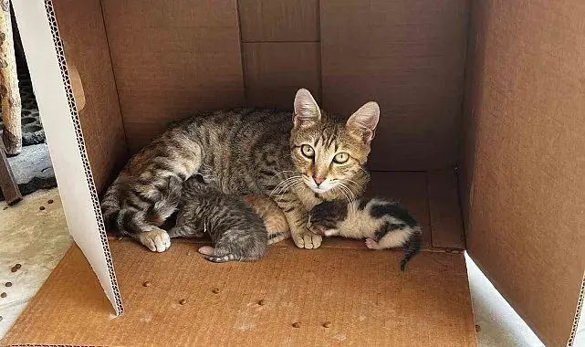 İşyerinde doğan kedi yavrularına esnaf sahip çıktı