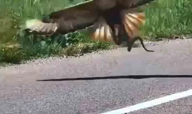 Kartalın nefes kesen yılan avı kamerada
