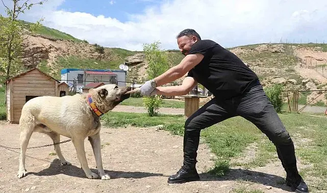 Kemiği kraker gibi yediler