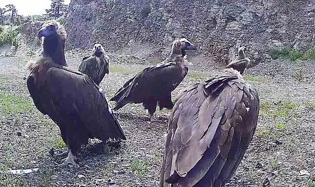 Bolu'da nesli tehlike altında olan kara akbabalar görüntülendi
