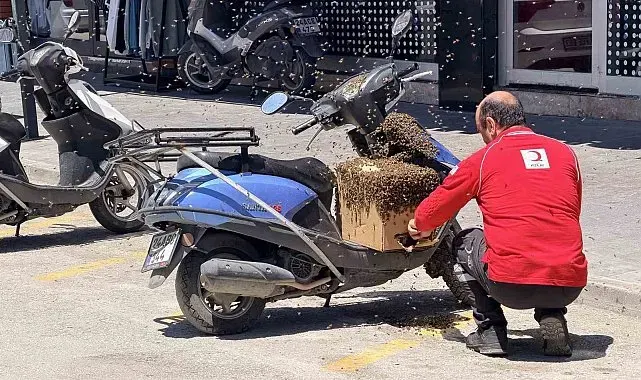 Şehrin göbeğinde oğul veren arılar ilgi odağı oldu