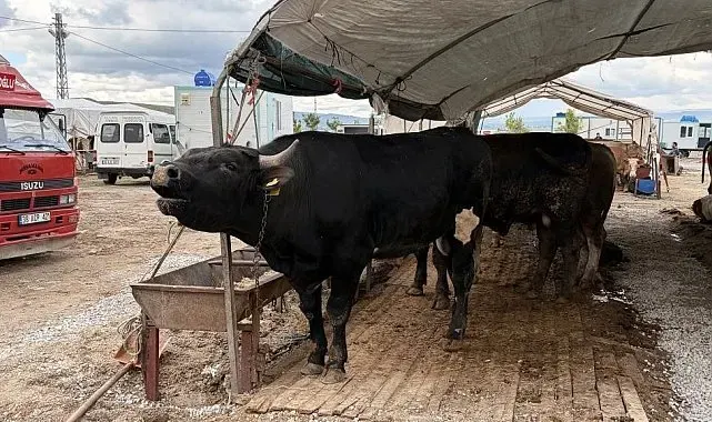 Kayseri'de 53 bin 284 adet kurban kesildi