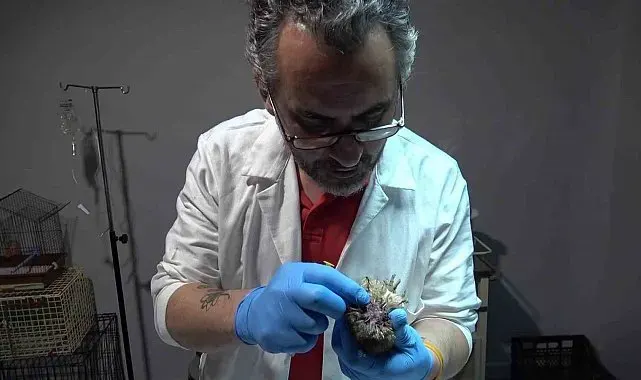 Kafası ve gözleri yanan baykuş tedavi altına alındı
