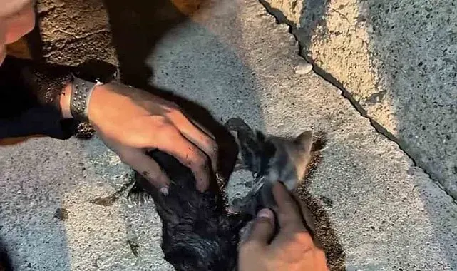 Yangında mahsur kalan kedileri itfaiye ekipleri kurtardı