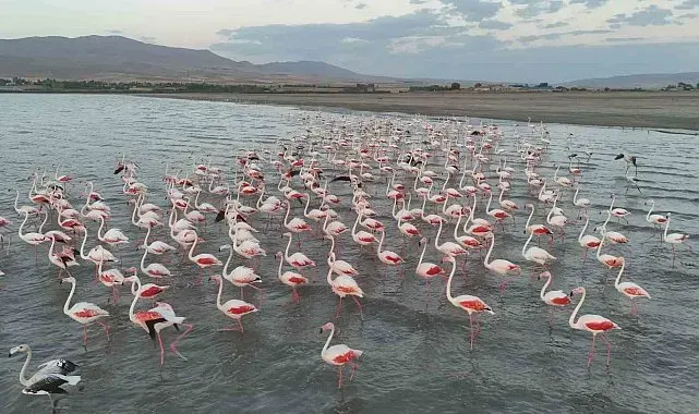 Gecikmeli gelen flamingolar Erçek Gölü'nü renklendirdi