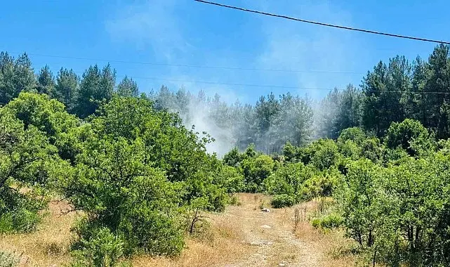 Menteşe'de orman yangını