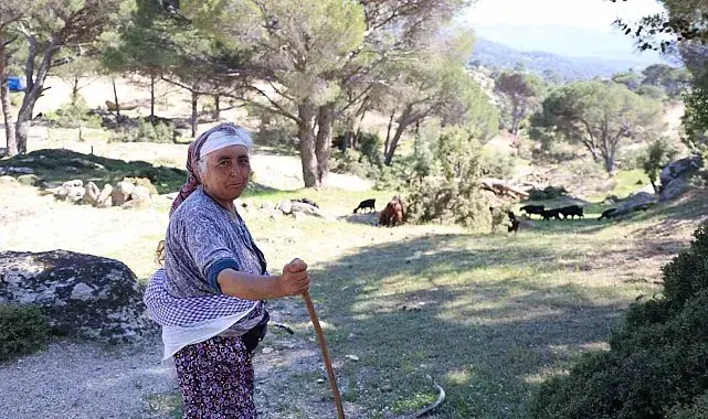 Beşparmak Dağları'nda çobanlığı terk etmeyen sadece Rukiye bacı kaldı