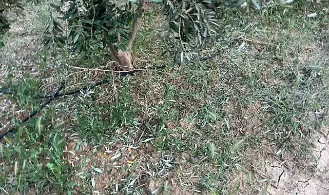 Dolu, kayısı ve zeytinlere zarar verdi
