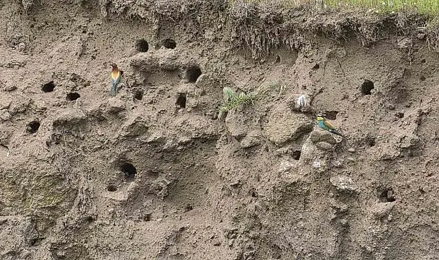 Güroymak'ın rengârenk misafirleri: Arı kuşları görsel şölen sunuyor