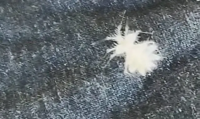 Elazığ'da 'Dikenli Dantel Böceği' görüntülendi