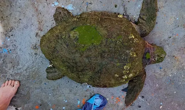 Yaralı Caretta caretta'ya yardım eli uzandı