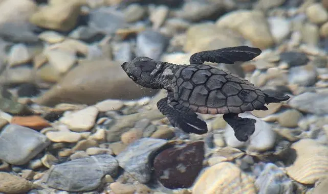 Aydın kıyılarında 214 yavru caretta denizle buluştu