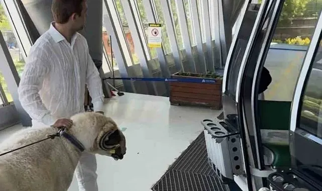 Bayramda keseceği koçla teleferik keyfi yaptı