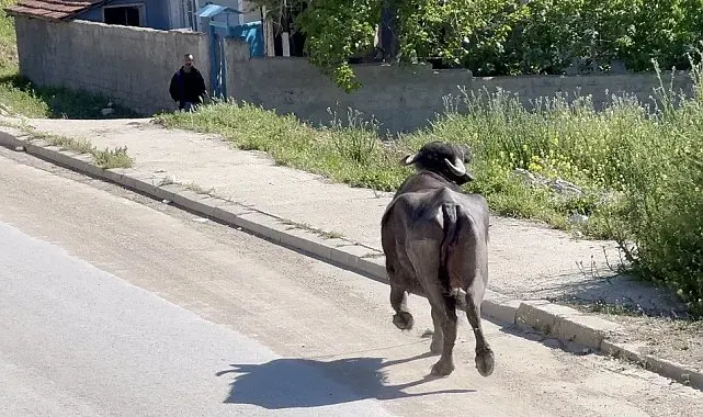 Kaçan kurbanlığın saldırısından bodruma sığınarak kurtuldu
