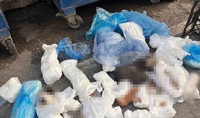 Başsavcılık itiraz etmişti, 33 kediyi öldüren veteriner tutuklandı