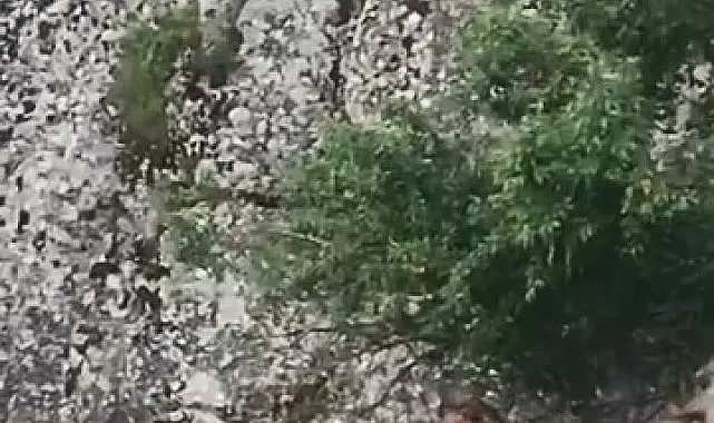 Elazığ'ın tarihi mahallesinde dağ keçileri görüntülendi