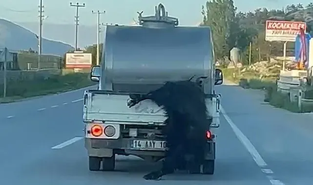 Kurbanlığı araçtan sarkıtıp kilometrelerce sürükledi