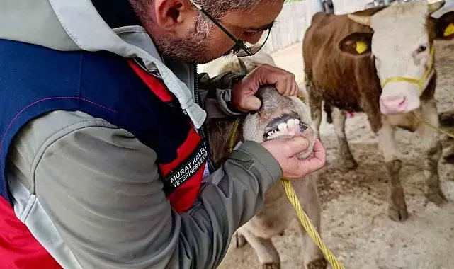 Hayvan pazarlarında denetim Arefe gününde de sürüyor