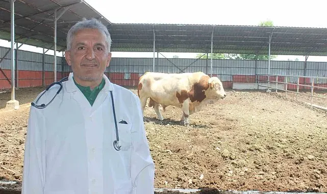 Karanfil "Kesime 6 saat kala yem vermeyin"