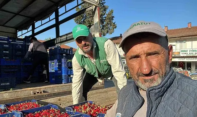 İznik'te mevsimin ilk karabodur kirazı hasadı başladı