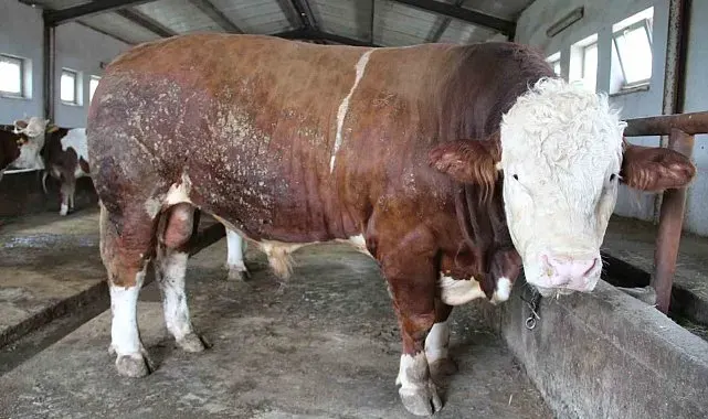Bingöl'de 1,5 tonluk 'Tosun Paşa' 450 bin liraya alıcı buldu