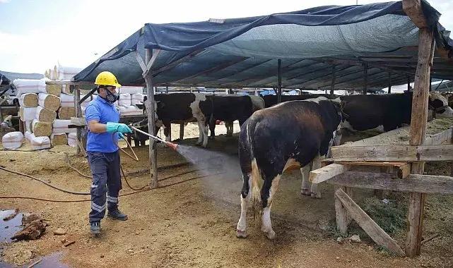 Büyükşehirden 6 farklı noktada ücretsiz kurban kesim hizmeti