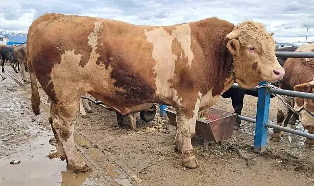 Şampiyon "Çakır" 525 bin TL'den satışta