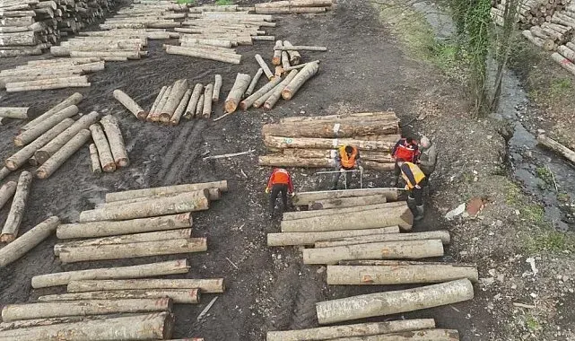 Düzce'den 3 bin 400 ton orman ürünü ihraç edildi