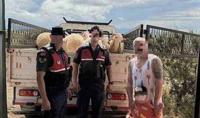 Kurban Bayramı öncesi çalınan koyunları jandarma buldu
