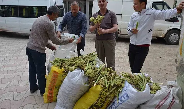 Yaylalardan toplandı, tezgâhlarda satışa sunuldu