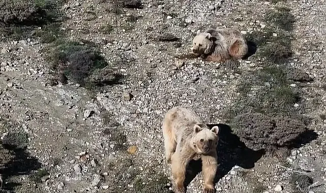 Sürüye yaklaşan 3 bozayıyı drone ile uzaklaştırdı