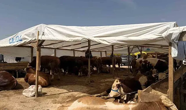 Kurban pazarlarında haşereye karşı ilaçlama mesaisi