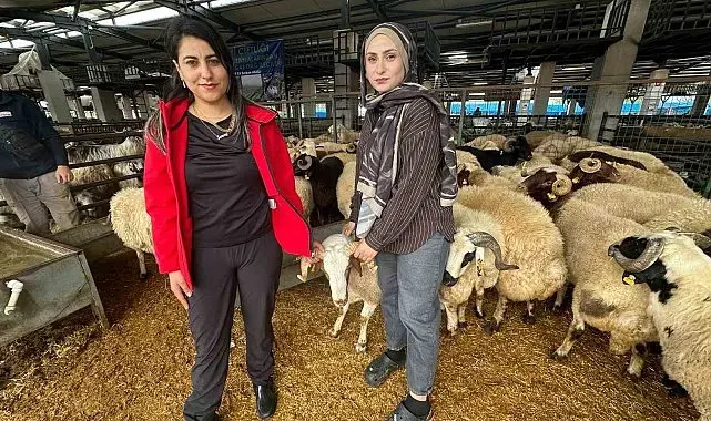 İki genç kuzen celep, Bursa'daki kurban pazarında rekabeti artırdı