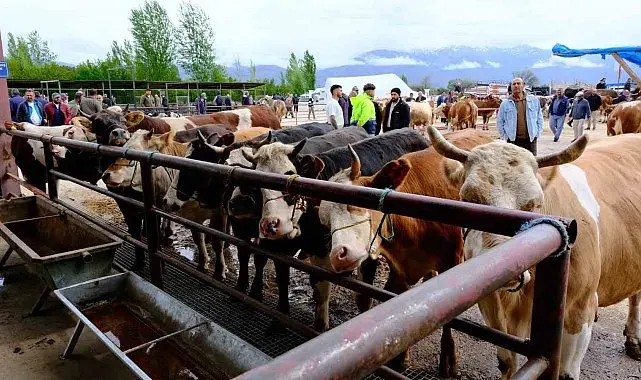 Erzincan'da hayvan pazarı hareketlendi: Sıkı pazarlıklar başladı